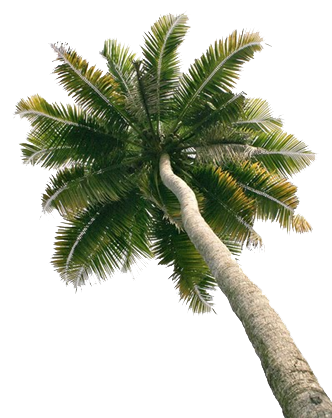 Remember the Coconut Tree